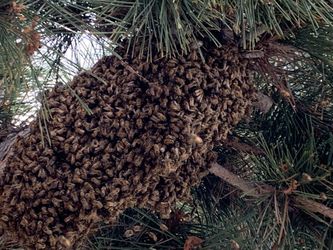 Bees Beehives For Sale!