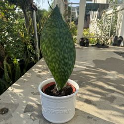 Snake Plant In Ceramic Pot