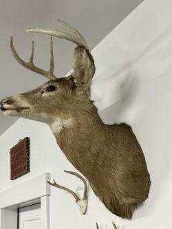 Whitetail deer mount Thumbnail