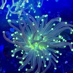 Green Joker Torch Display Decor