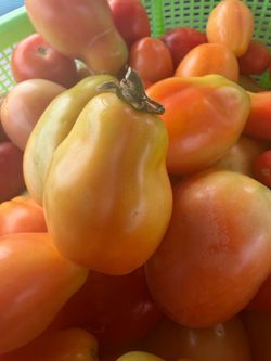 Tomate 🍅 orgánico. 1.50$ libra