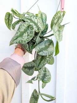 Scindapsus Pictus Exotica Silver Satin Pothos Plant 6" Pot - Indoor House Plants