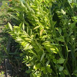 Large cuttings a dollar apiece