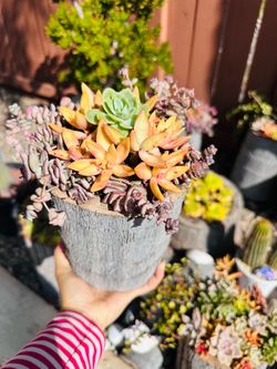 Unique wood pot with succulents