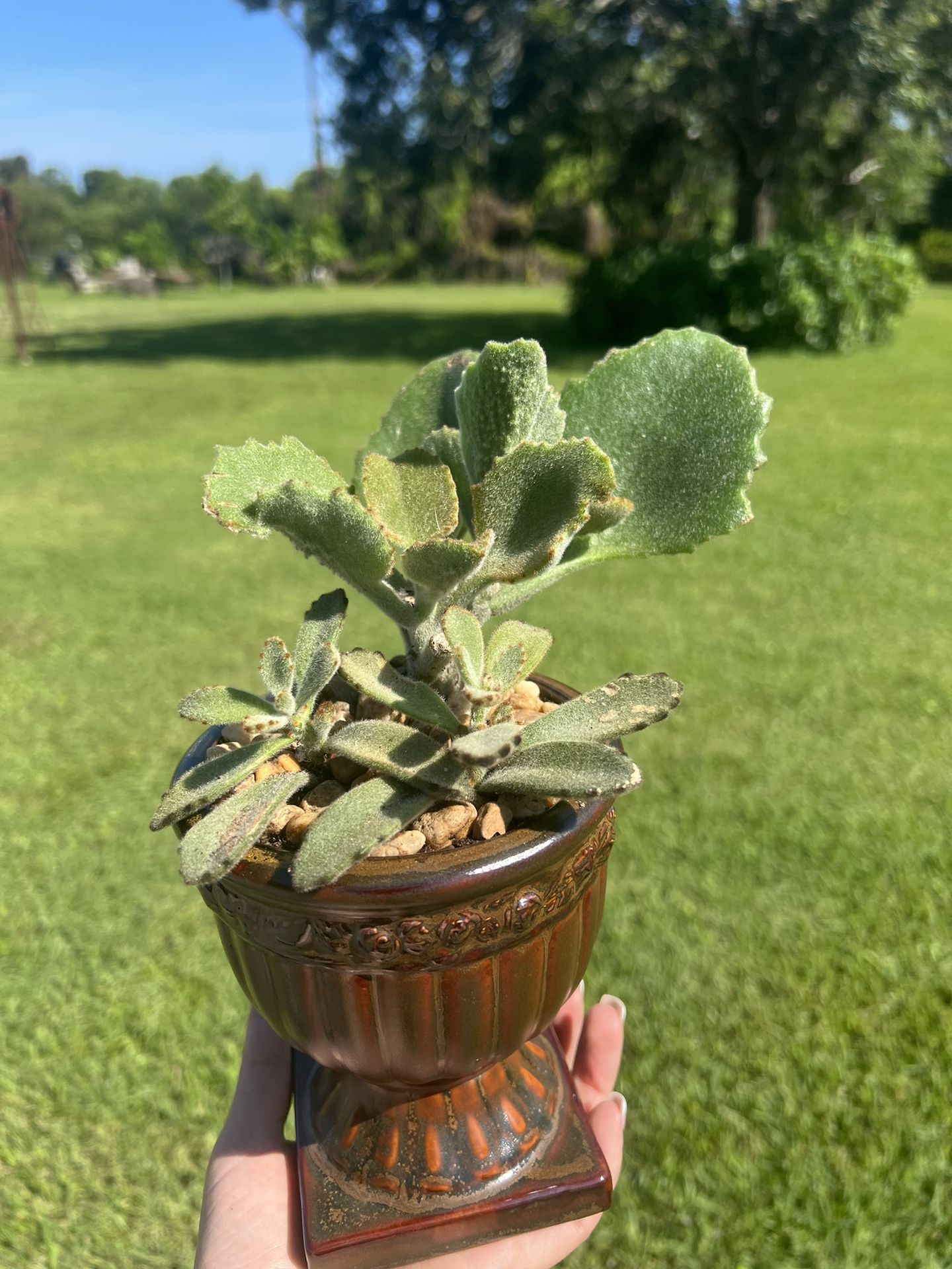 Succulent Arrangement