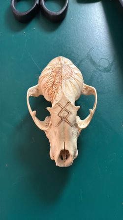 Real Animal Skull with Pyrography Artwork