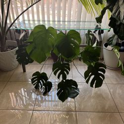 Large Monstera Plant 