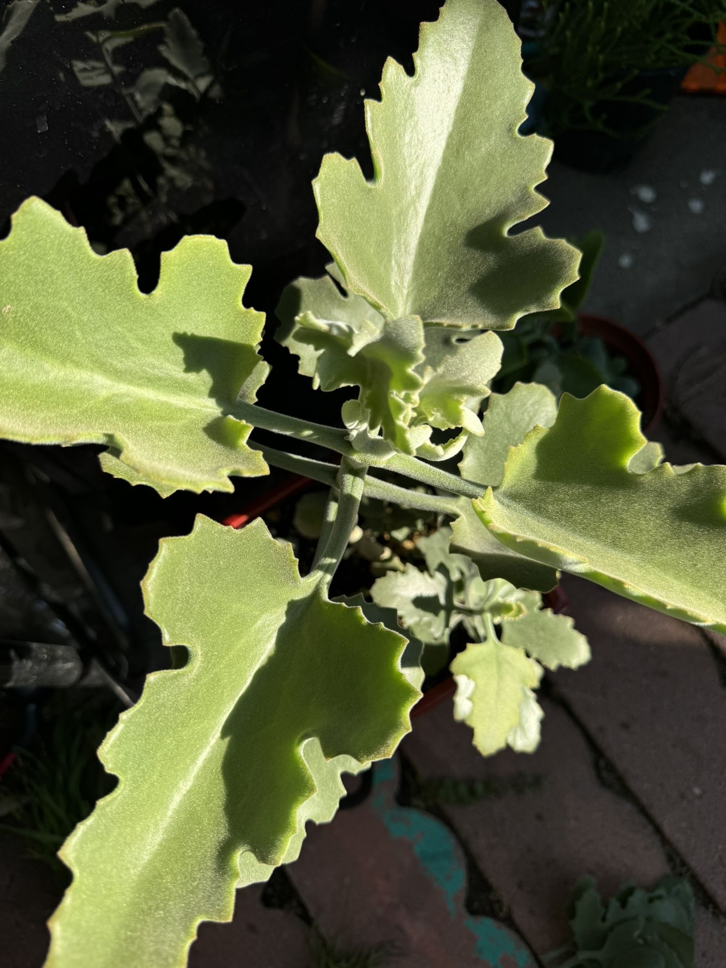 Beautiful FELT BUSH In Ceramic Pot