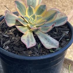 Echeveria barriecada