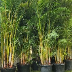 Gorgeous Arecas Palms For Inmediate Privacy!!! About 9 Feet Tall Measurements Over The Pot!!! Fertilized 