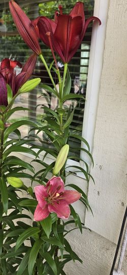 Lilys 