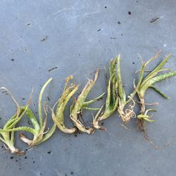 aloe vera pups