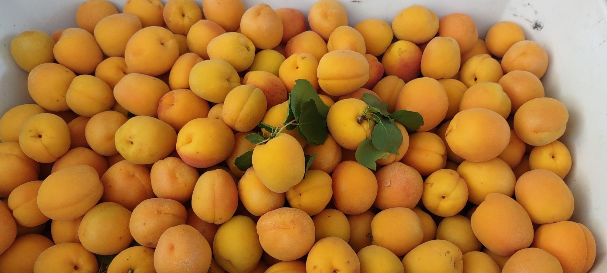 Chavacano, Apricots