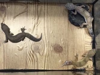 3 geckos