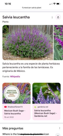 Mexican salvia 5 gallon $12 each