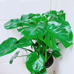 Natural Split Leaf Cheese Plants/Monstera Deliciosa Plants - 12” Nursery container - Indoor Plant - Green Ceramic Planter Not Included