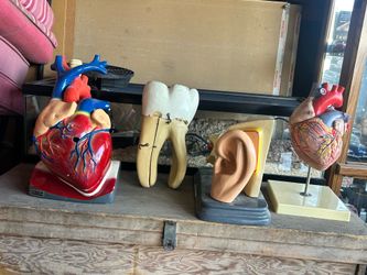 Welch Scientific vintage body anatomy models