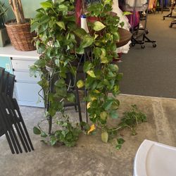 2 Of 5 🌿 Golden Pothos House Plant 🌿