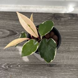 Hoya queen Live Plant For Your Desk 