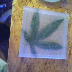 Epoxy Coasters With Real Marijuana Leaf Special Queen #1 Autoflower 