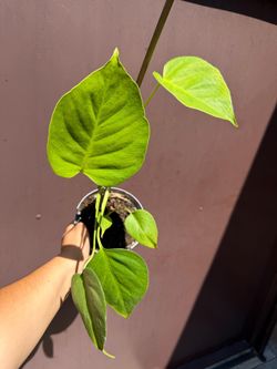 6” monstera lemon lime