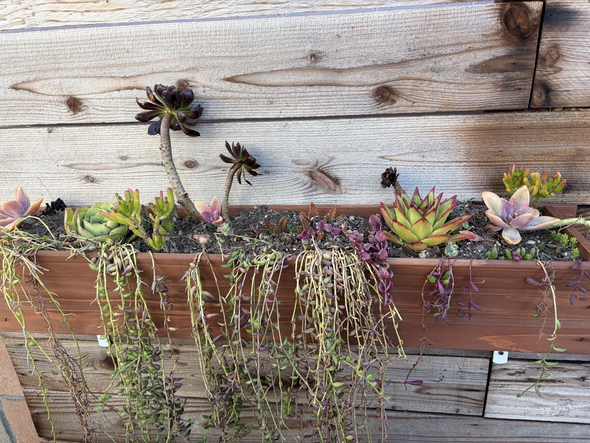 Succulents in box