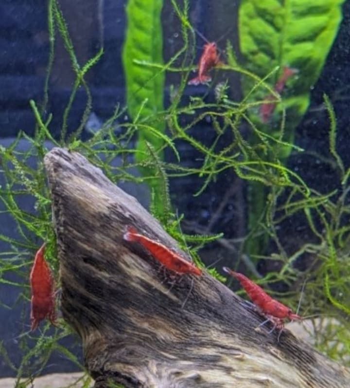 Neocaridina shrimp 