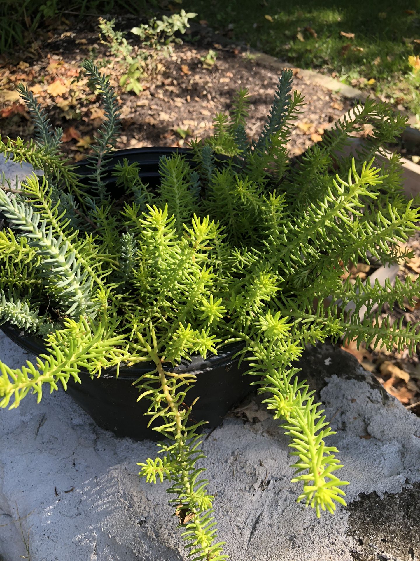 Creeping Jenny Two Available 10 ..00 Ea