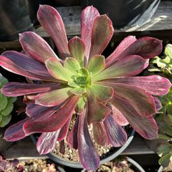 Aeonium Wedding Dress Import