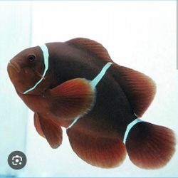 maroon clownfish 4,5"