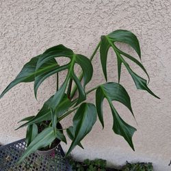 Monstera Burle MARX FLAME Plant $160