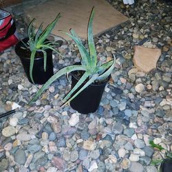 2 15 Gallon Aloe Vera Plants