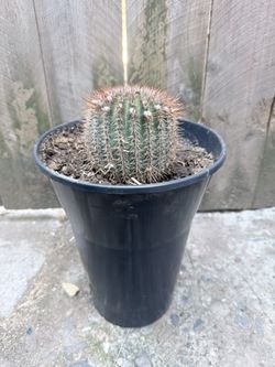 Cactus 