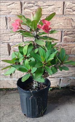 Crown of Thorns.
