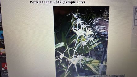 Beautiful Flower Plants