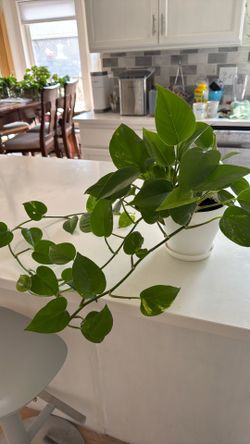 Pothos Plants – Healthy & Established – $15 Each