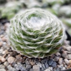 Cobweb Succulent Starts