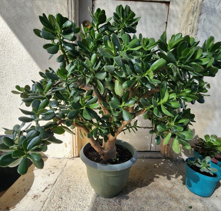 Succulent Plant