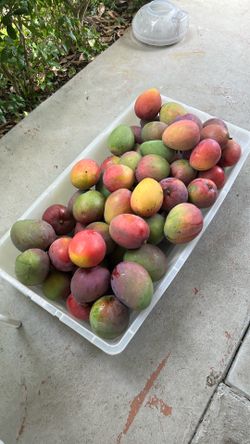 Deliciosos Mangos