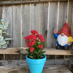 Red Indoor/outdoor Kalanchoe blossfeldiana
