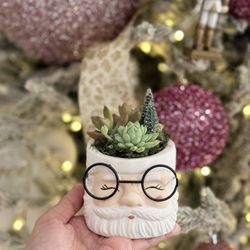 Succulent Arrangement 