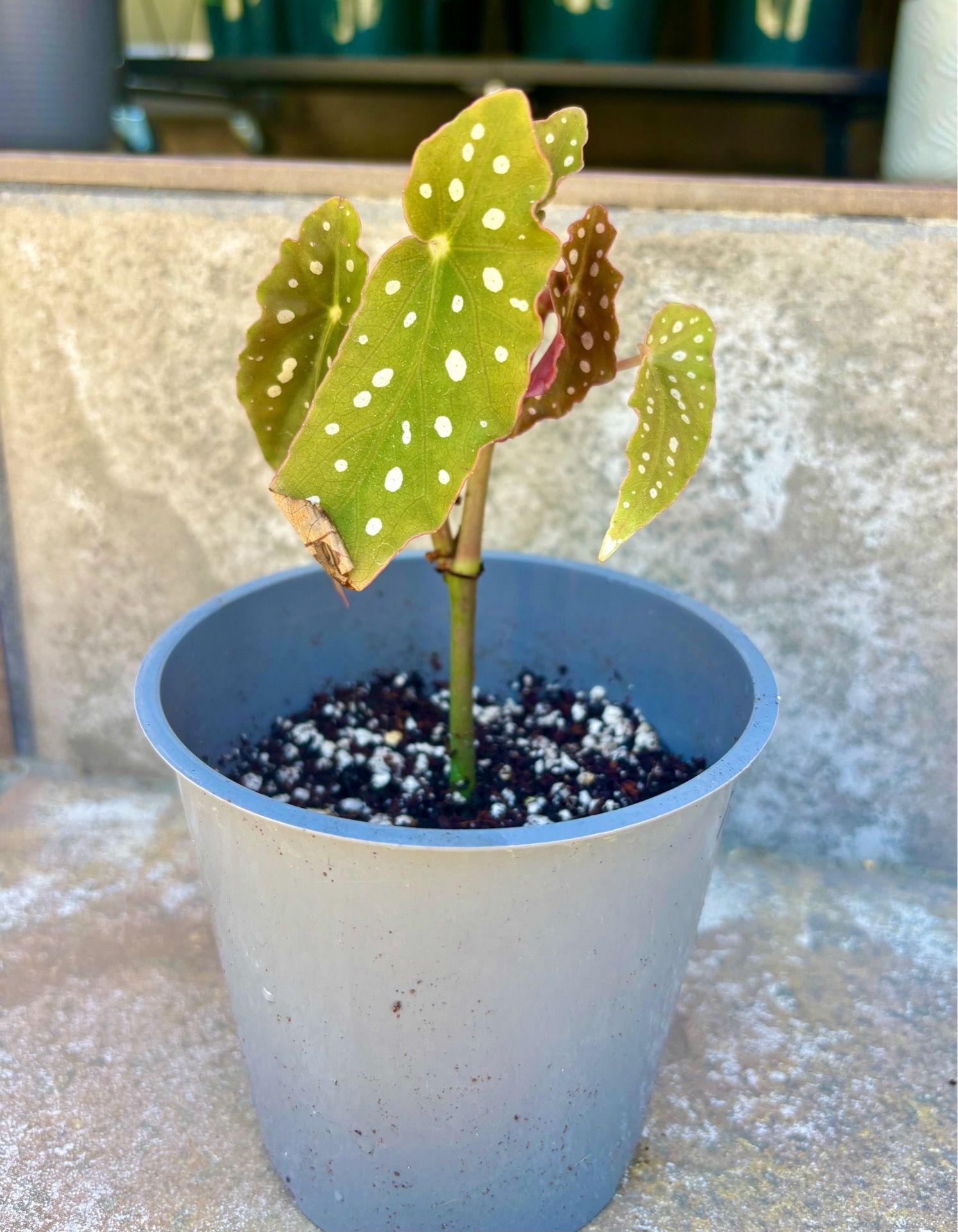 Begonia maculata 4.5” pot a