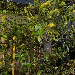 Citrus Limón Tree $$465 Each It’s Already Giving Fruit