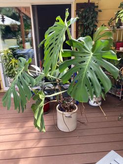 Large MONSTERA