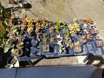 Succulents, Palms & More