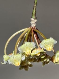 Hoya Mirabilis