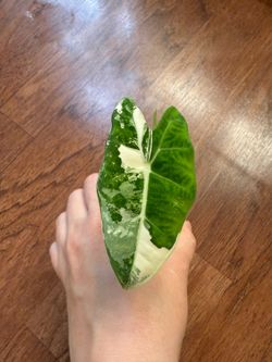 Alocasia frydek albo plant