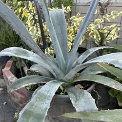 Planta