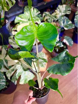 Plants (4”pot🌿Alocaisa “Stingray” $15)