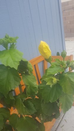 Hibiscus